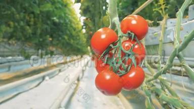 种植西红柿种植在一个温室里，有一组醇厚的西红柿